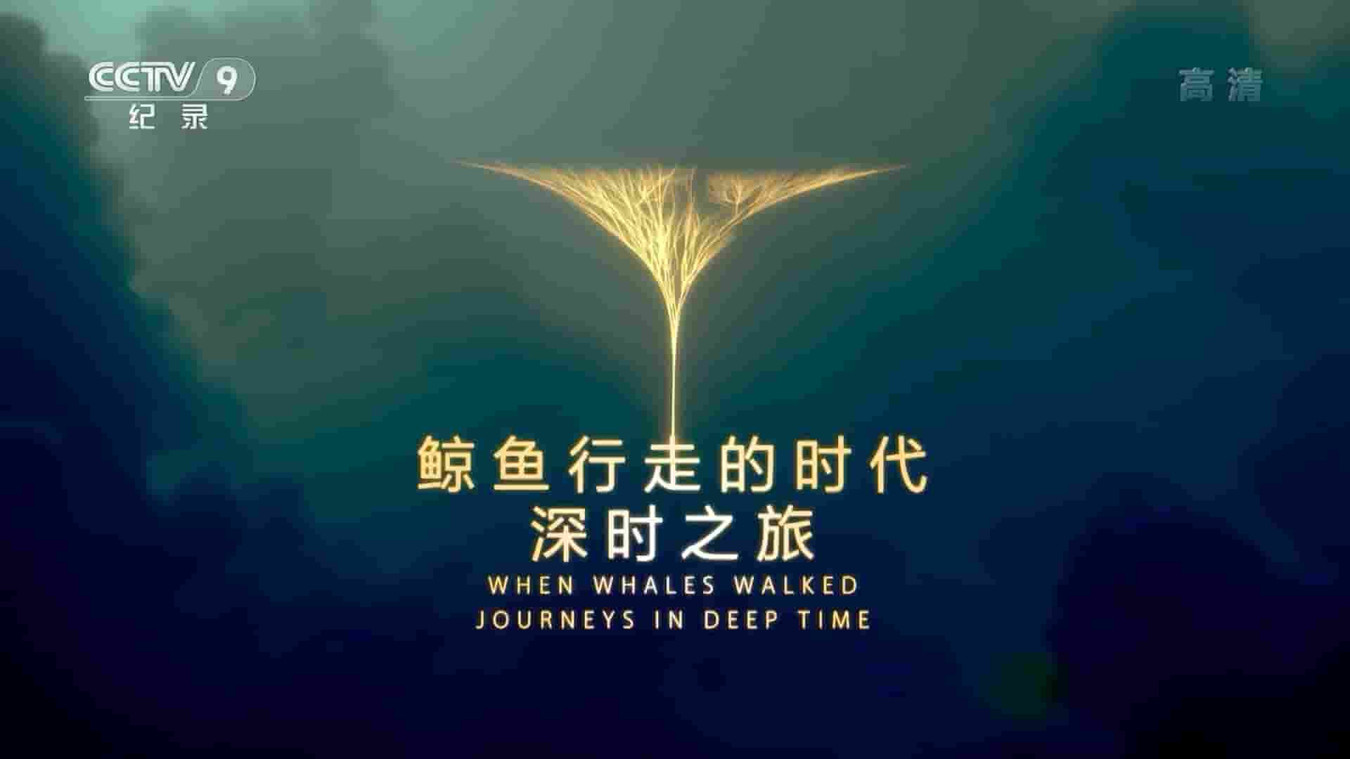 PBS纪录片《鲸鱼行走的世代：深时之旅 When Whales Walked:Journeys in Deep Time 2019》全1集 英语无字/国语中字 1080P高清网盘