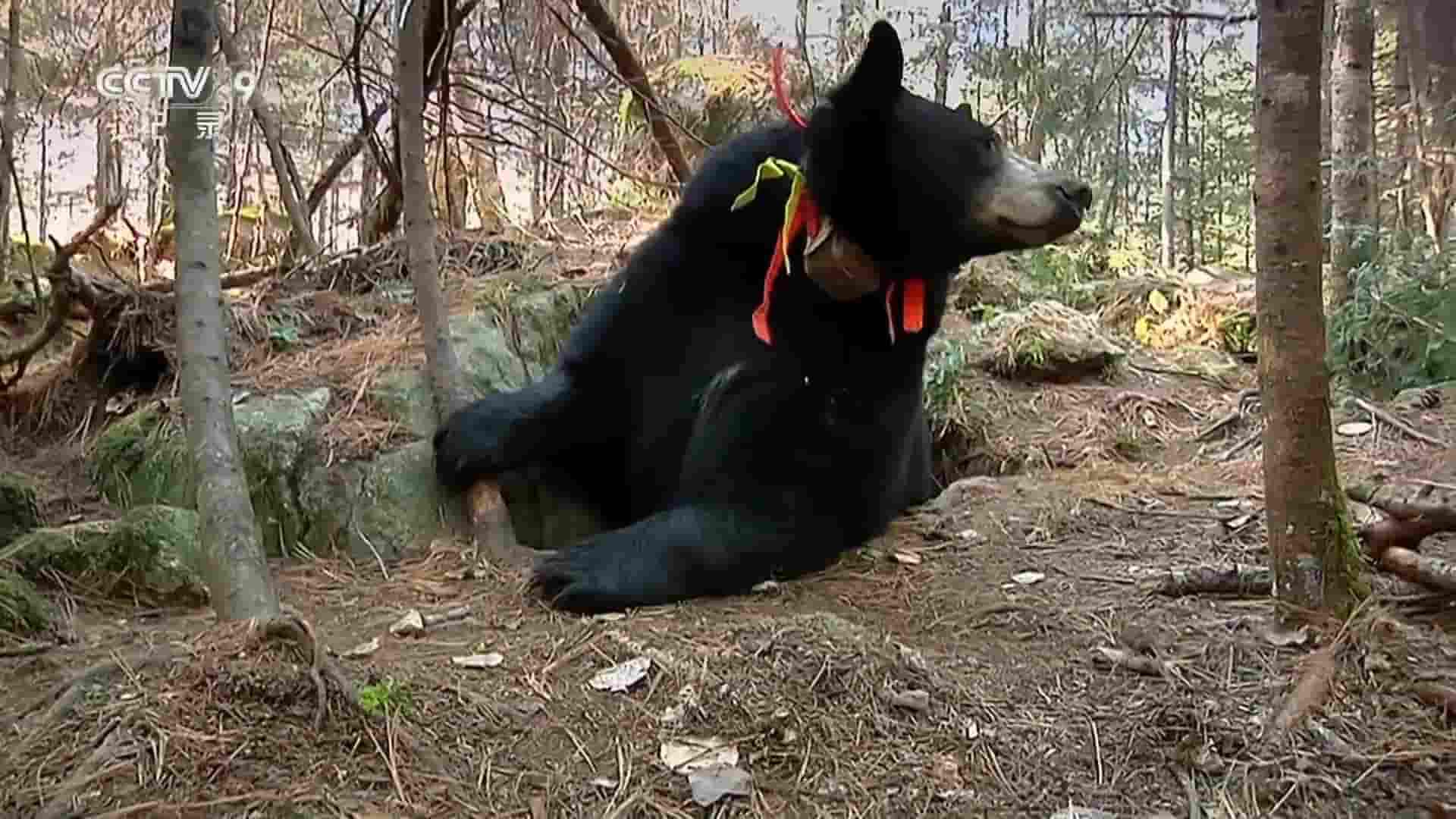 央视纪录片/BBC自然世界《被悬赏的黑熊/黑熊莉莉的生活 Lily – A Bear’s Life 2018》全1集 国语中字  1080P高清网盘下载