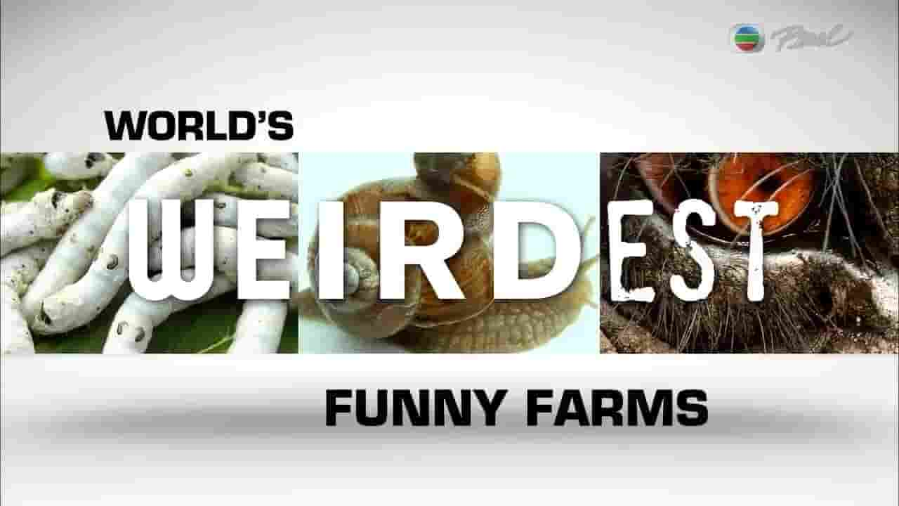 国家地理《怪诞农庄 World’s Weirdest:Funny Farms》全1集 英语中字 720P高清网盘