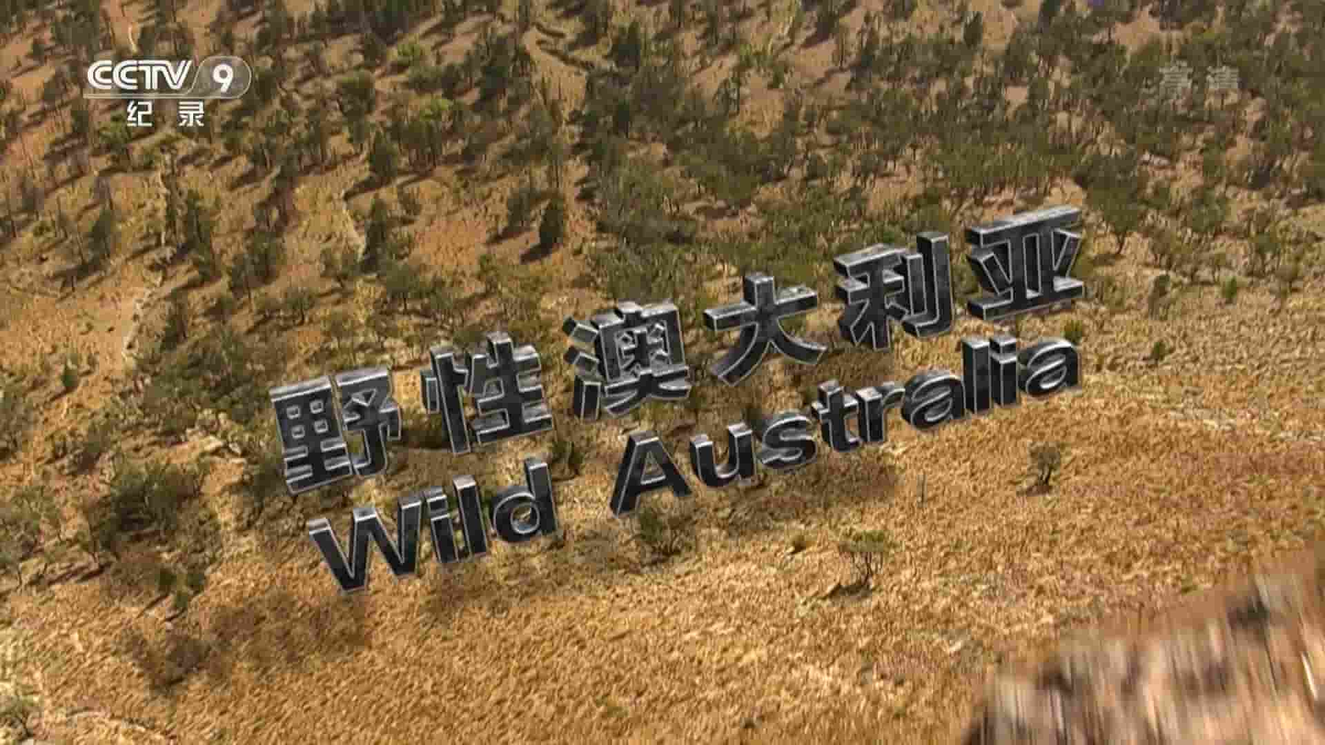 央视改版/动物星球频道《野性澳大利亚 Wild Australia 2015》全5集 英语中字 1080P高清网盘下载