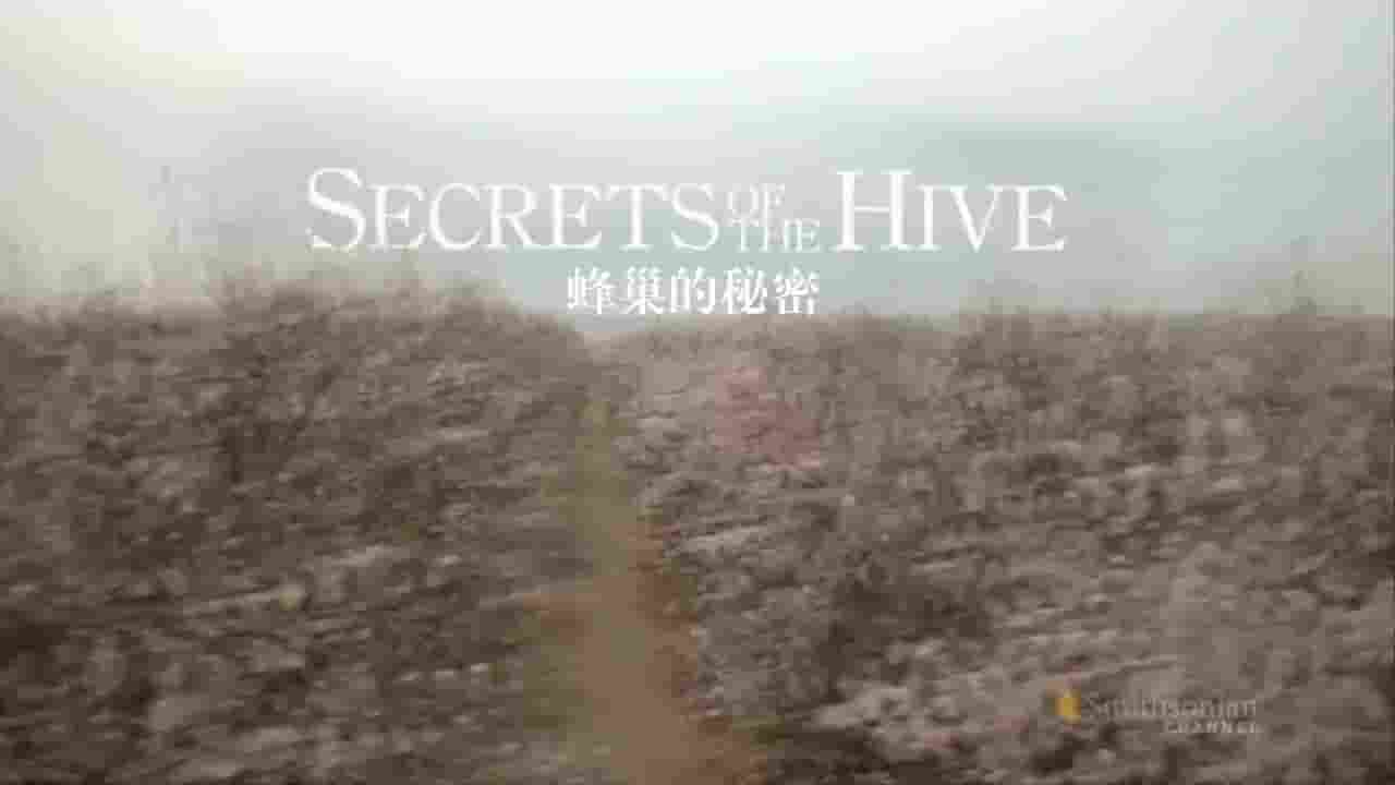 史密森频道《蜂巢的秘密 Secrets of the Hive 2015》全1集 英语内嵌中英双字 720P高清网盘