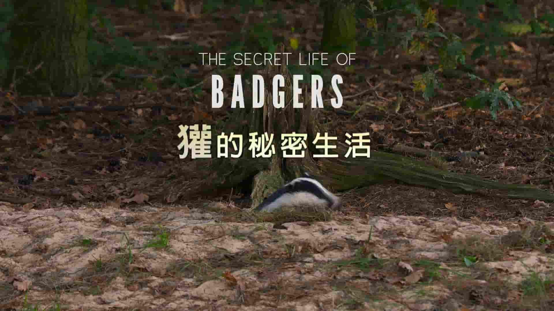 PTS公视《獾的秘密生活 The Secret Life of Badgers 2020》全1集 国语中字 1080P高清网盘下载