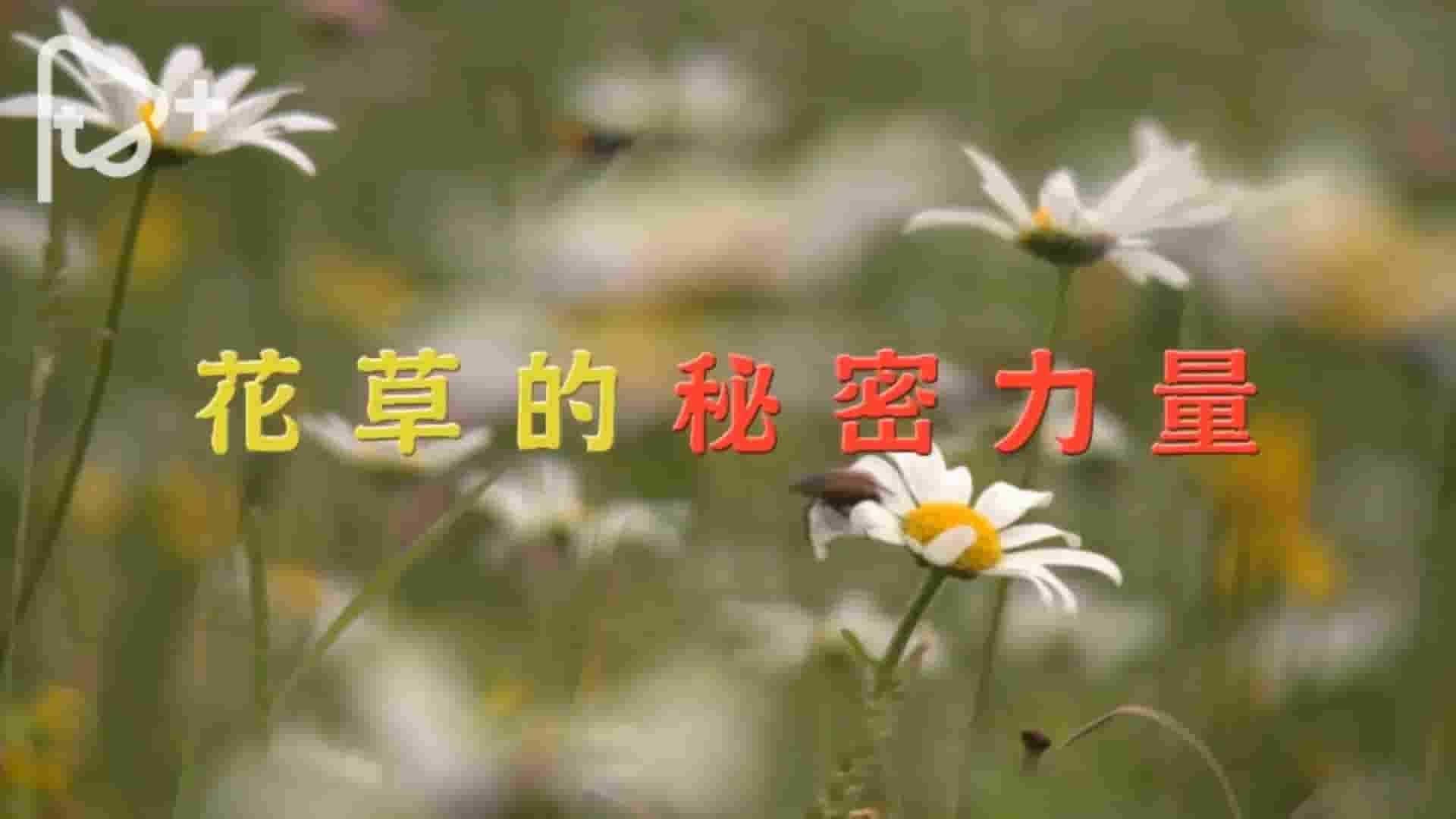 PTS公视《花草的秘密力量 2017》全1集 国语中字 1080P高清网盘下载