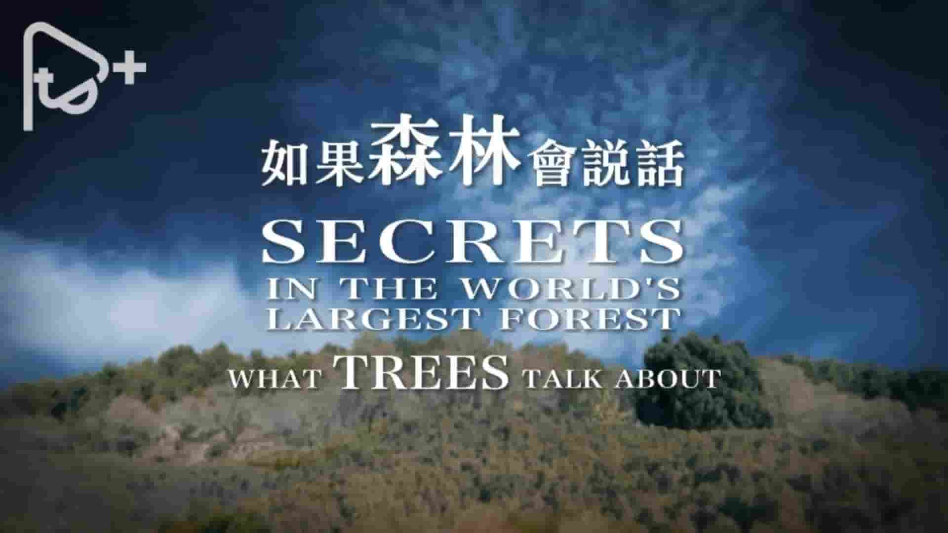 PTS公视《如果森林会说话 Secrets In The World‘s Largest Forest 2018》全1集 国语中字 1080P高清网盘下载