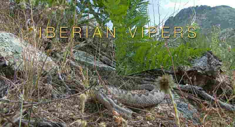 美国纪录片《伊比利亚毒蛇 Iberian Vipers 2023》全1集 英语无字 1080P高清网盘