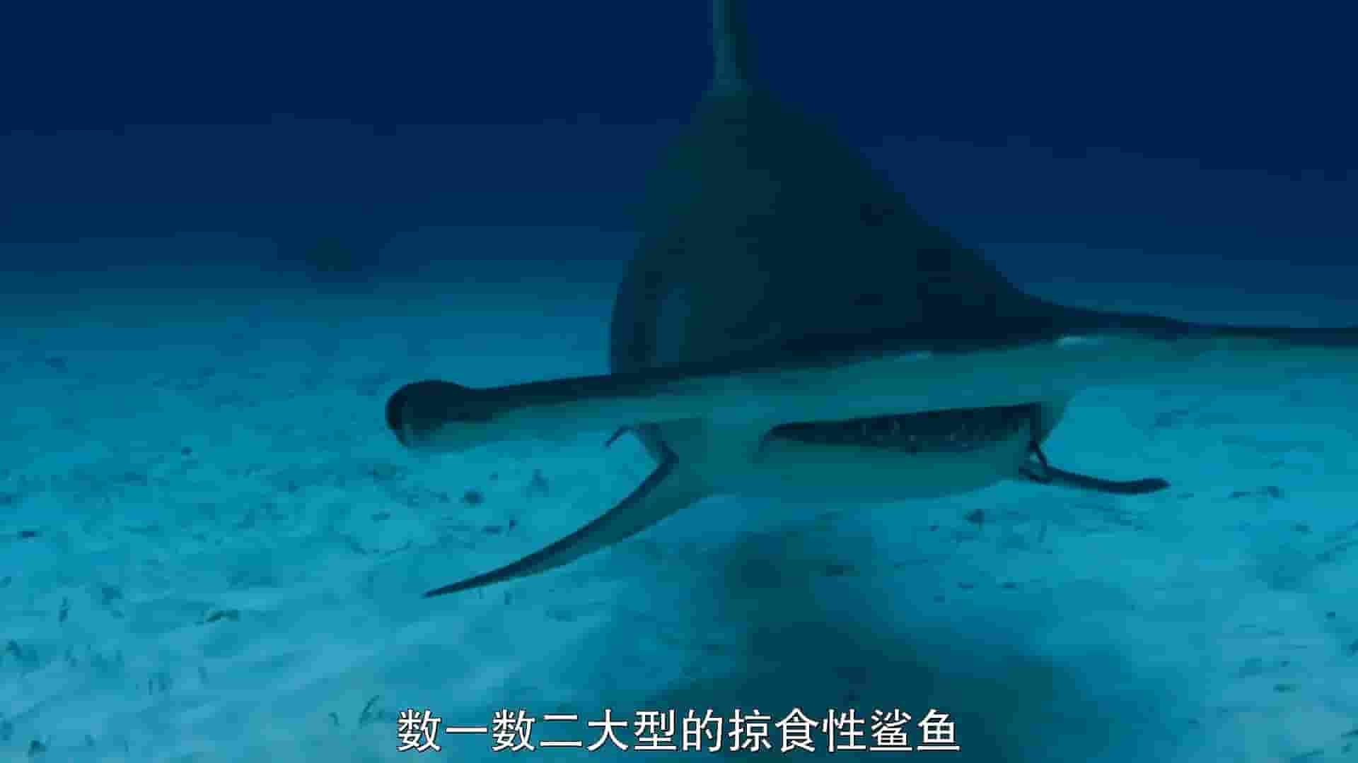 国家地理《濒危锤头鲨/巨大双髻鲨 Mega Hammerhead 2016》全1集 英/粤语中字 1080P高清网盘