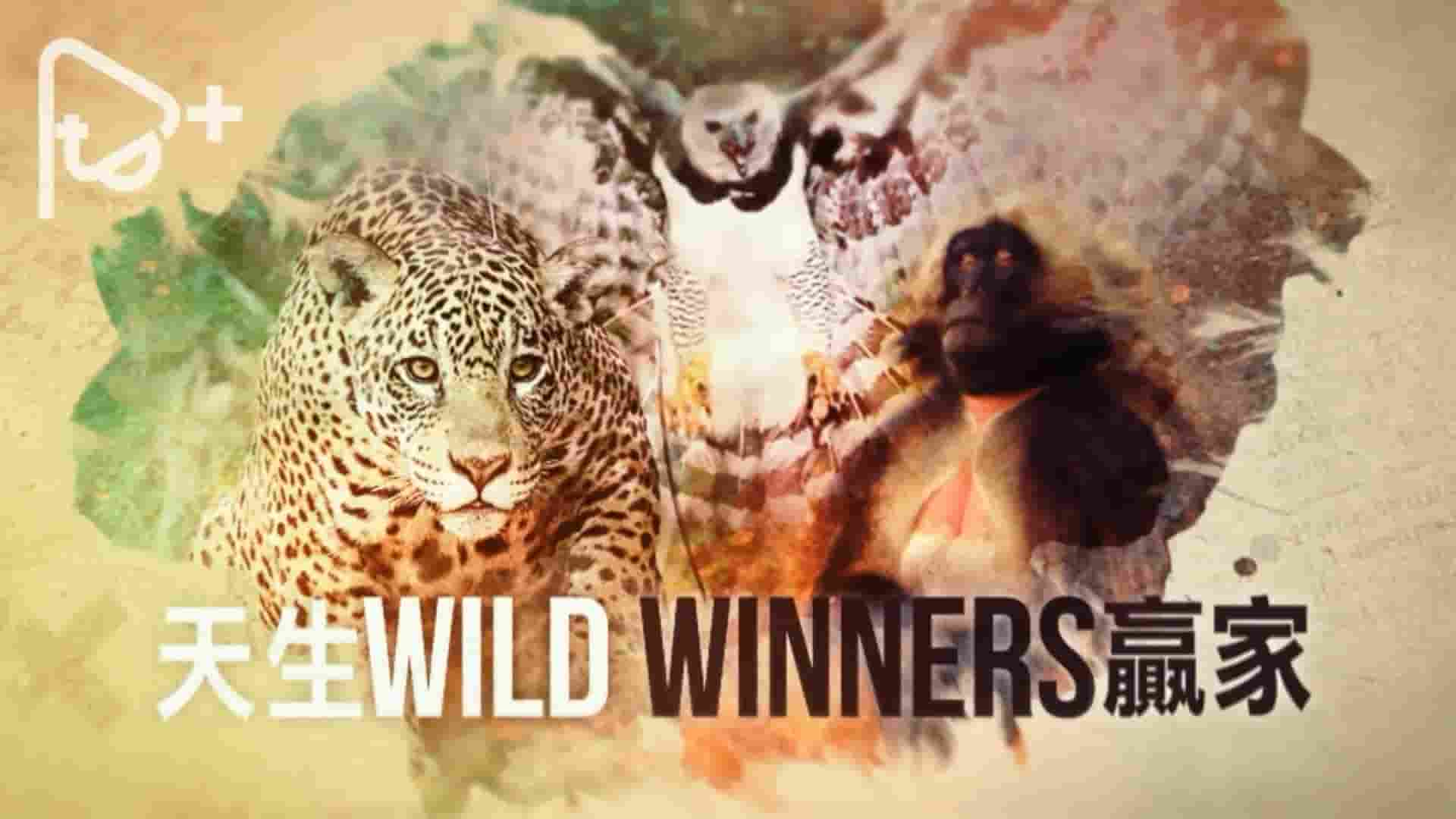 PTS公视《天生赢家/完美生存/野外大贏家 Wild Winners 2016》全3集 国语中字 1080P高清网盘下载