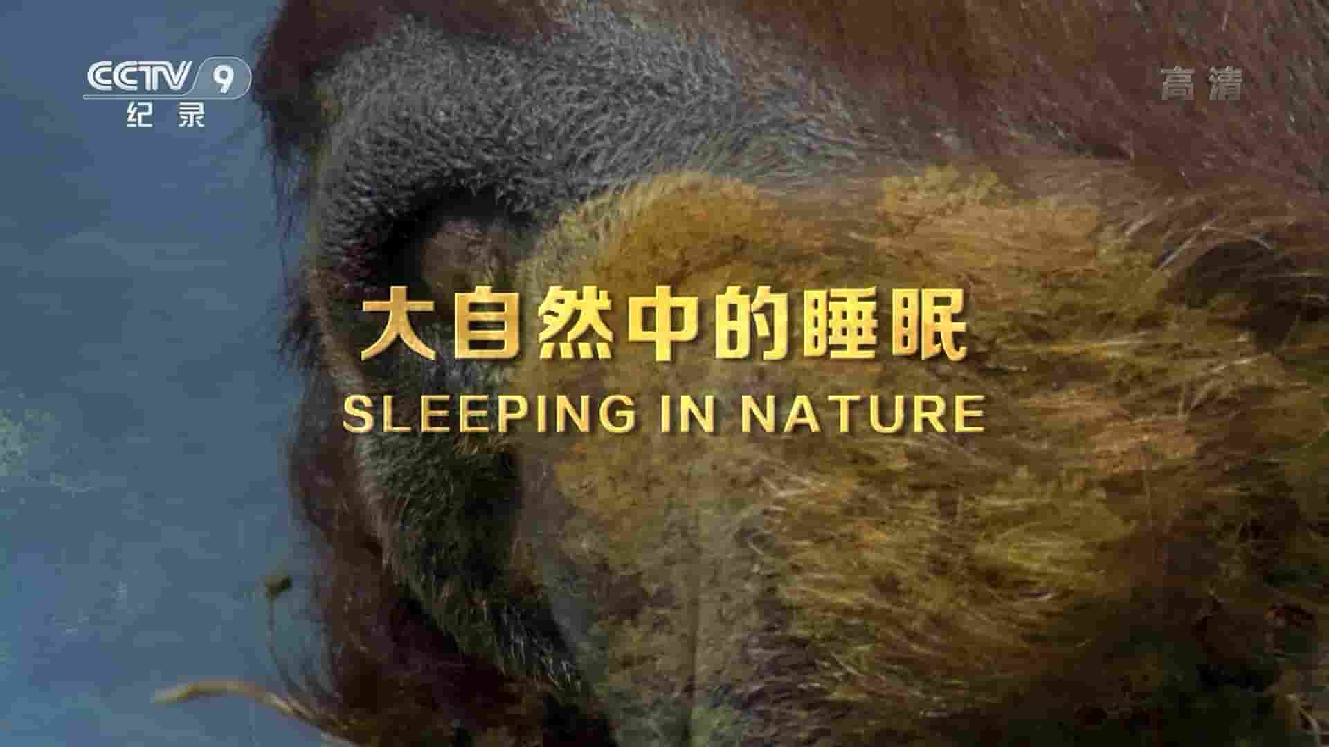 央视纪录片《大自然中的睡眠 Sleeping in Nature 2017》全1集 国语中字 1080P高清网盘