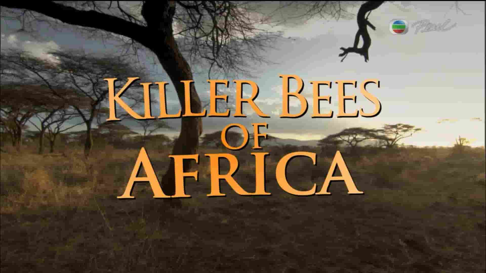 BBC纪录片《蜂之后/非洲杀人蜂 Killer Bees of Africa 2012》全1集 粤英双语/简繁英字 1080i高清网盘