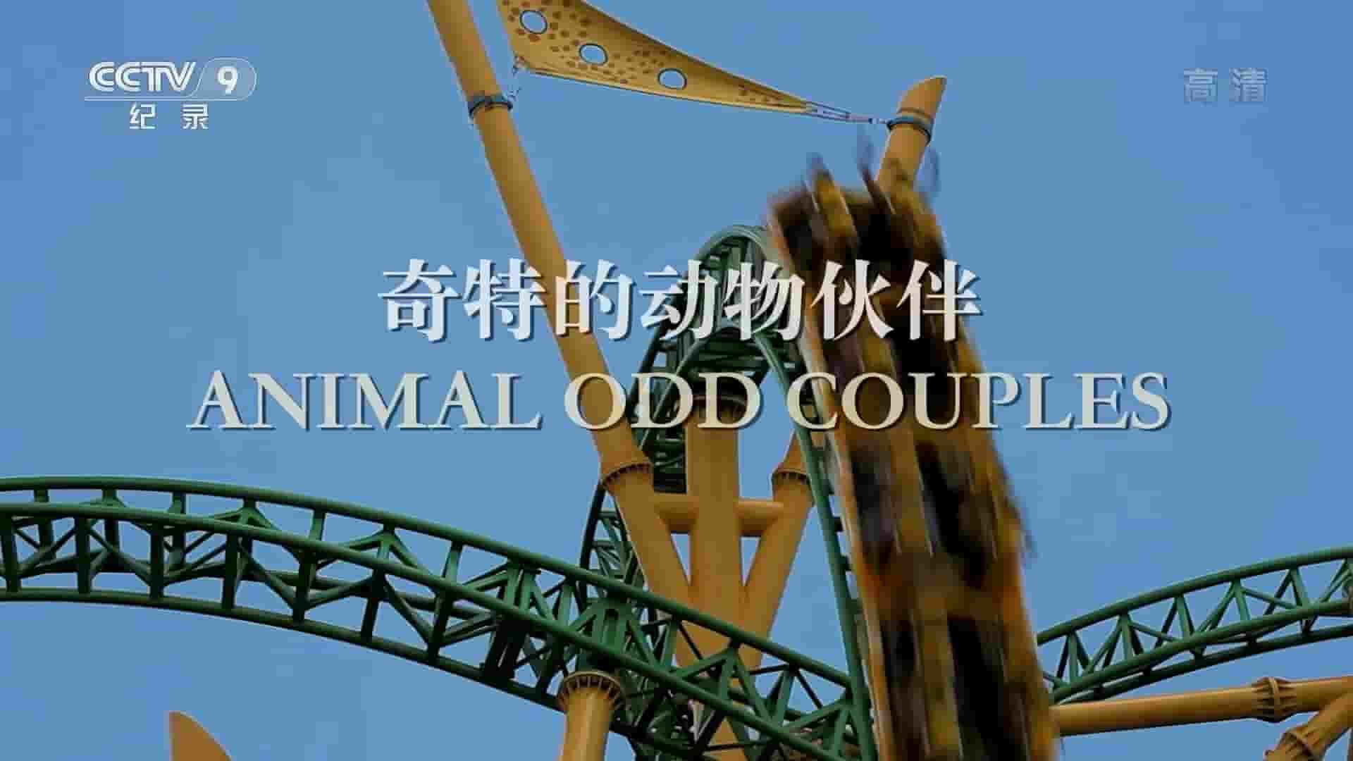 BBC纪录片《奇特的动物伙伴 Animal Odd Couples 2013》全1集 国语中字  720P高清网盘