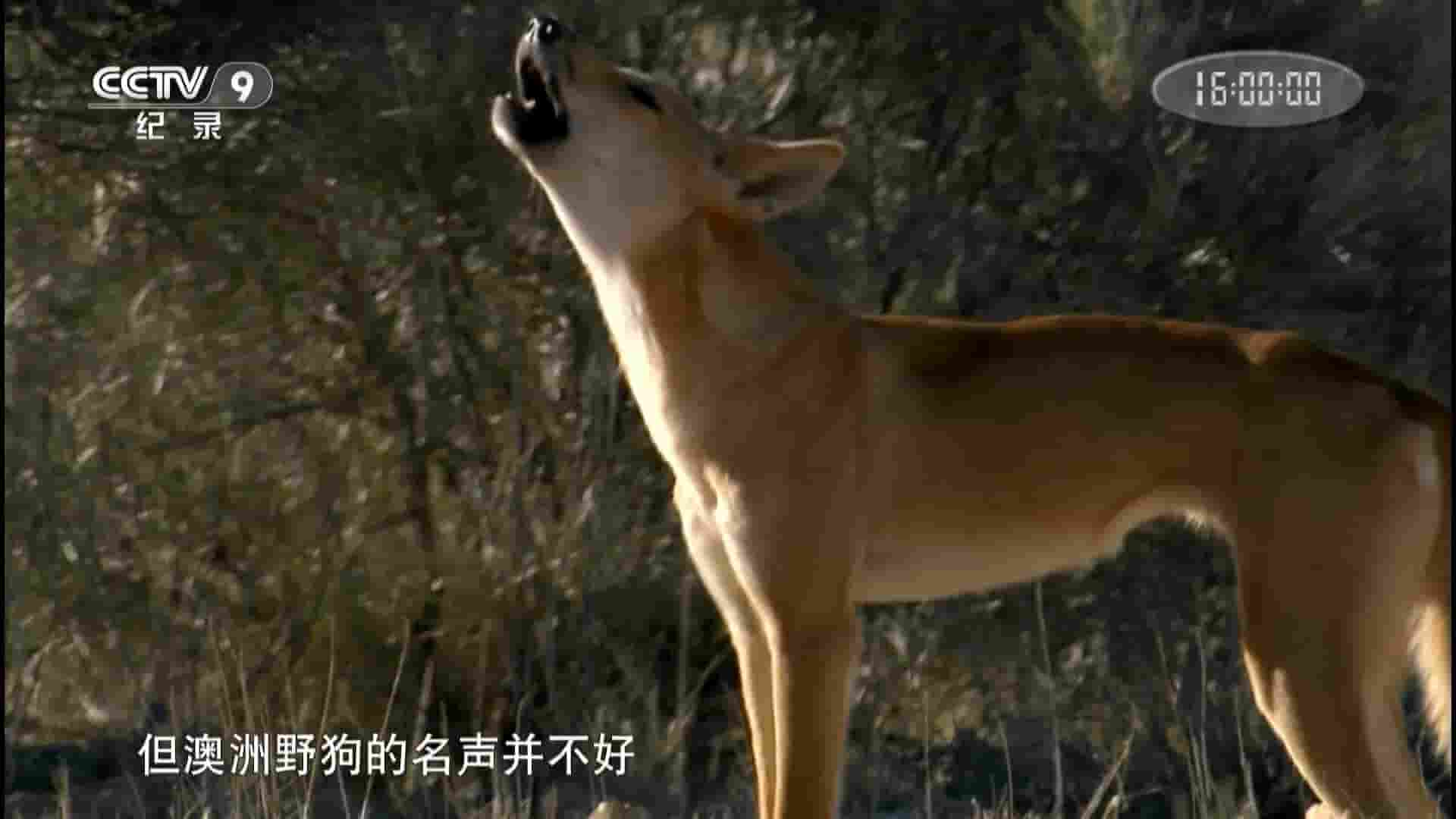 澳大利亚纪录片《澳洲野狗：野性的魅力 Dingo: Wild Dog at War 2013》全1集 国语中字  1080P高清网盘