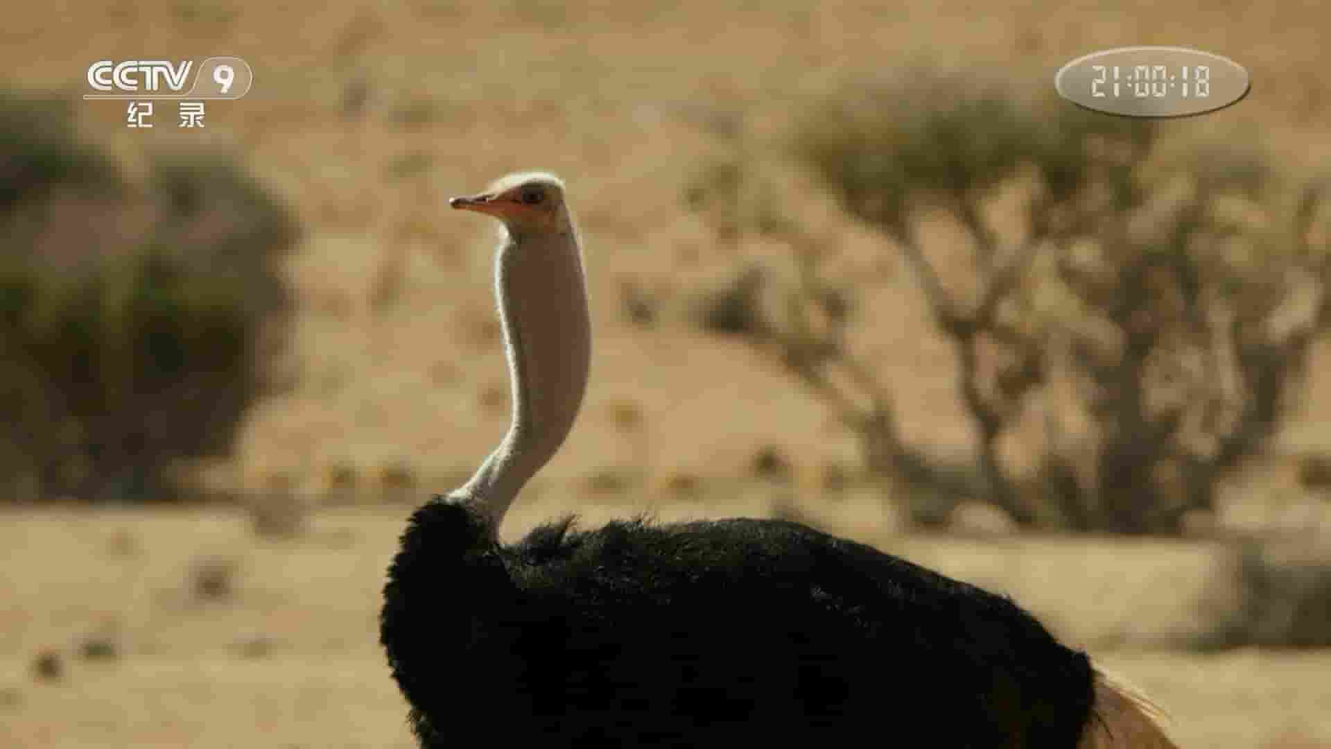 央视改版/奥地利纪录片《鸵鸟 – 奔跑的生命 Ostrich – A Life on the Run 2016》全1集 国语中字 1080高清网盘