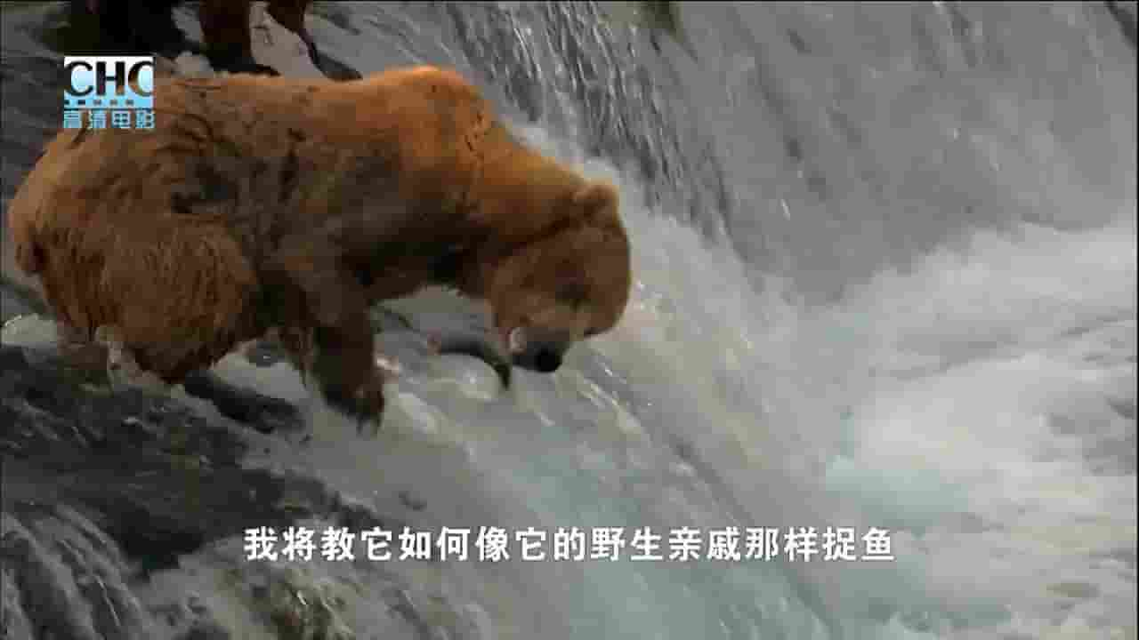 国家地理《荒野探险之探险科迪亚克 Expedition Wild Expedition Kodiak 2010》全1集 英语中字 720P高清网盘