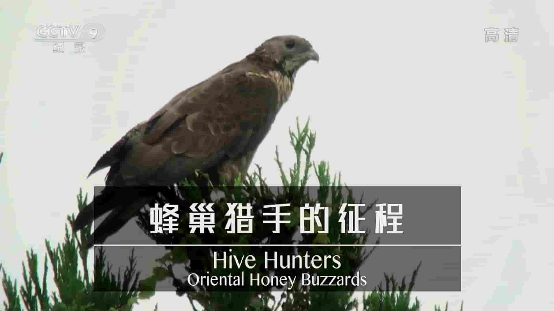 NHK纪录片《蜂巢猎手的征程 Hive Hunters:Oriental Honey Buzzards 2018》全1集 国语中字 1080P高清网盘