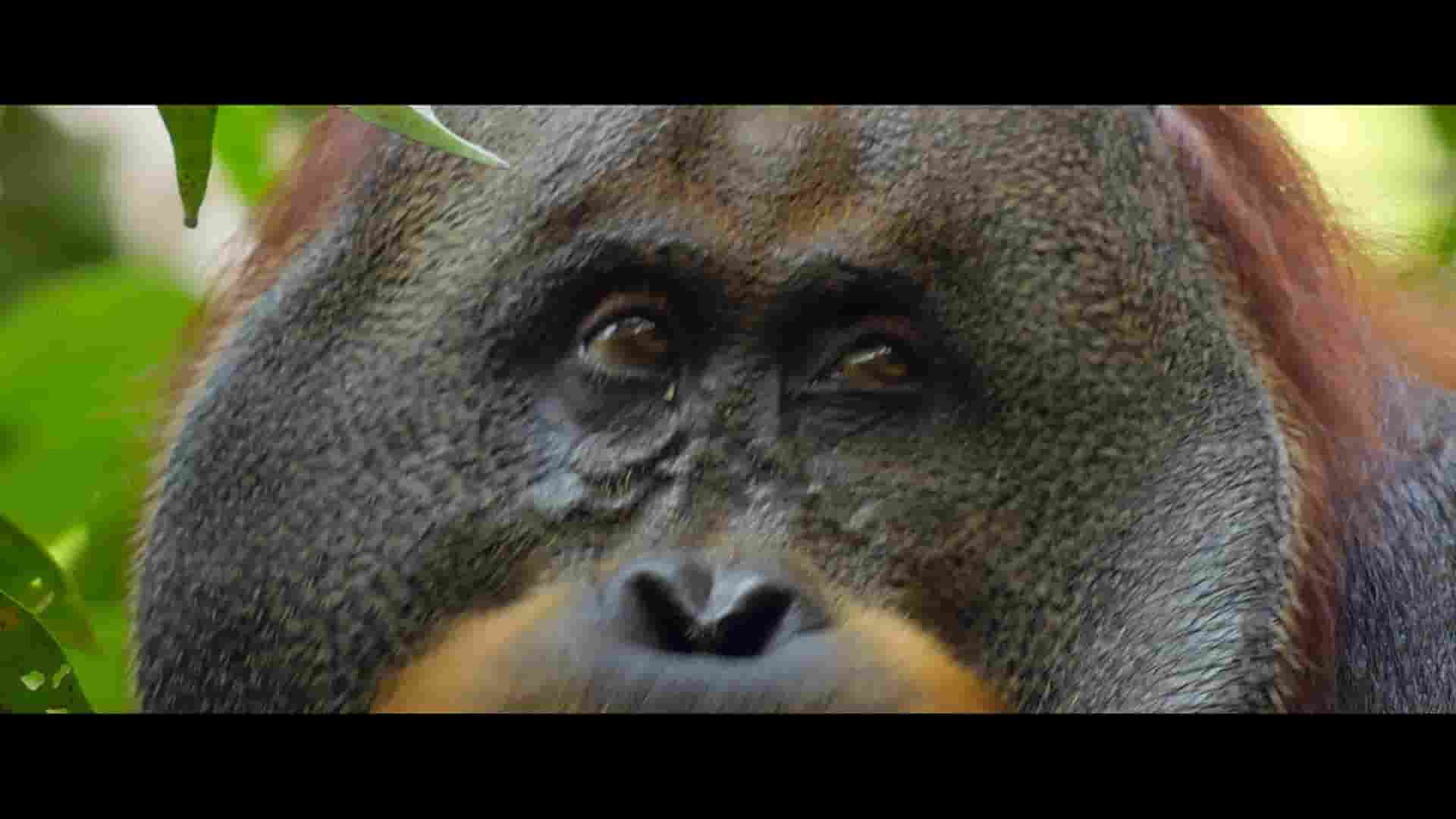 BBC纪录片《红毛猩猩的秘密生活 Secret Lives of Orangutans 2024》全1集 英语多国字幕 1080P高清网盘