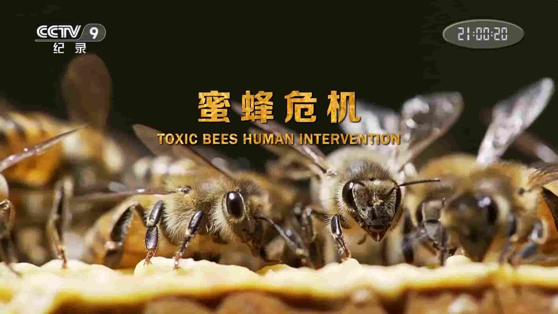  PTS公视《蜜蜂危机/蜂狂2 Toxic Bees II- Human Intervention 2018》全1集 国语内嵌中字 1080P高清网盘