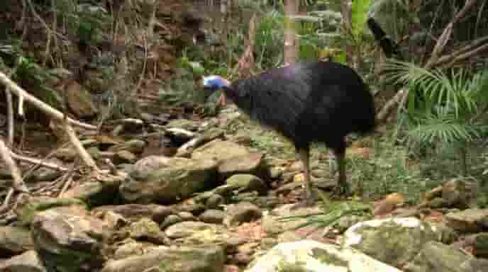 BBC纪录片《鹤鸵 Cassowaries 2009》全1集 英语英字 720P高清网盘