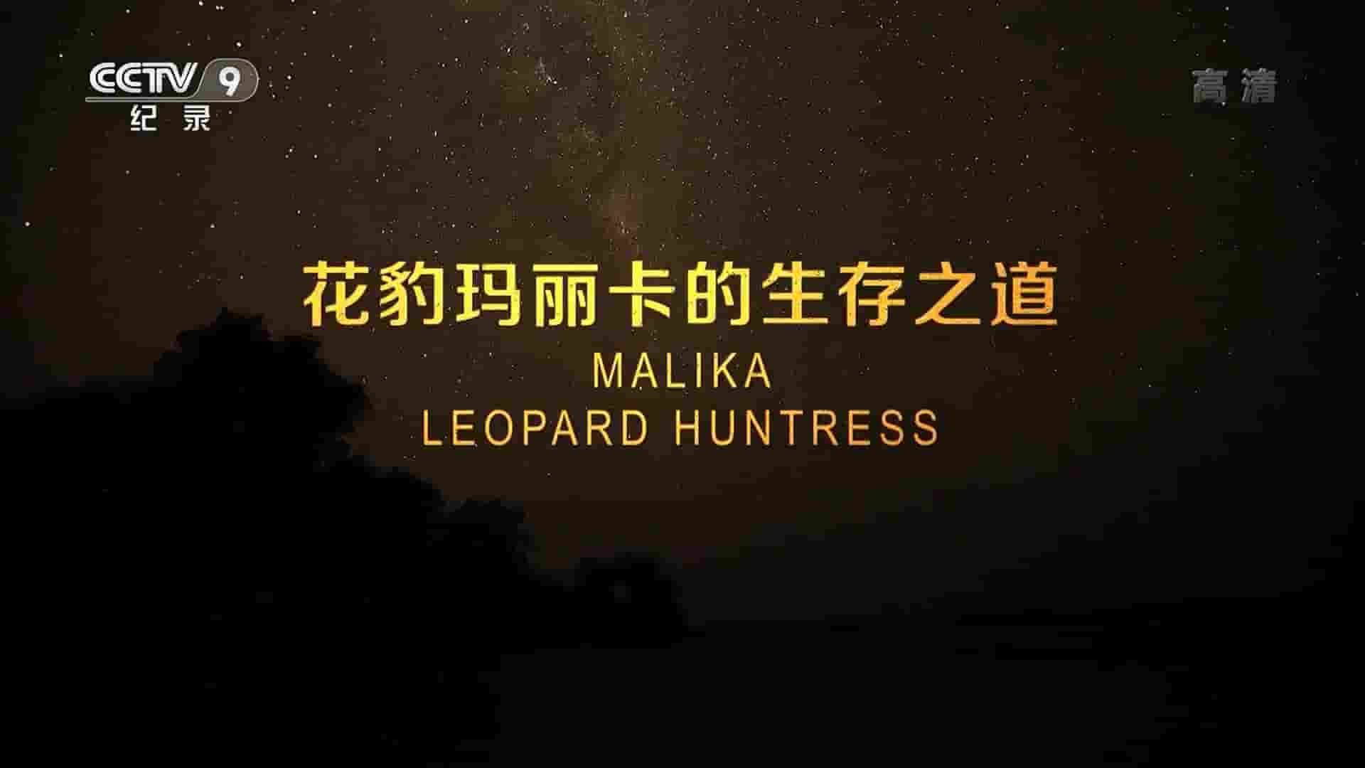 史密森频道 《花豹玛丽卡的生存之道 Malika Leopard Huntress 2018》全1集 国语中字 1080i高清网盘