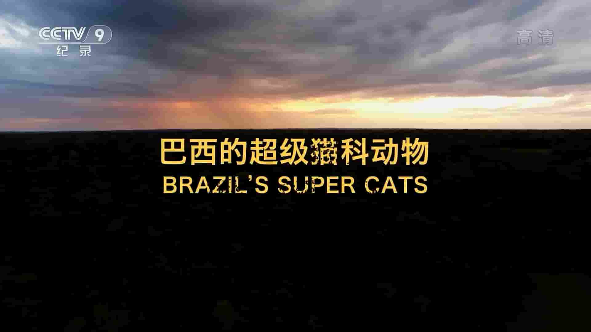 央视改版/BBC纪录片自然世界《美洲豹 – 巴西的超级猫科动物 Jaguars:Brazil’s Super Cats 2016》全1集 国语中字 1080i高清网盘