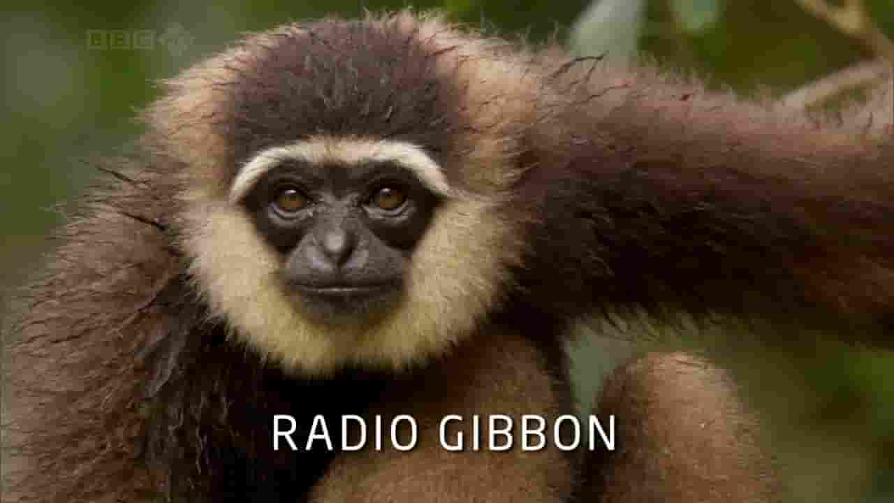 BBC纪录片自然世界《长臂猿电台 Radio Gibbon 2009》全1集 英语中字 720P高清网盘