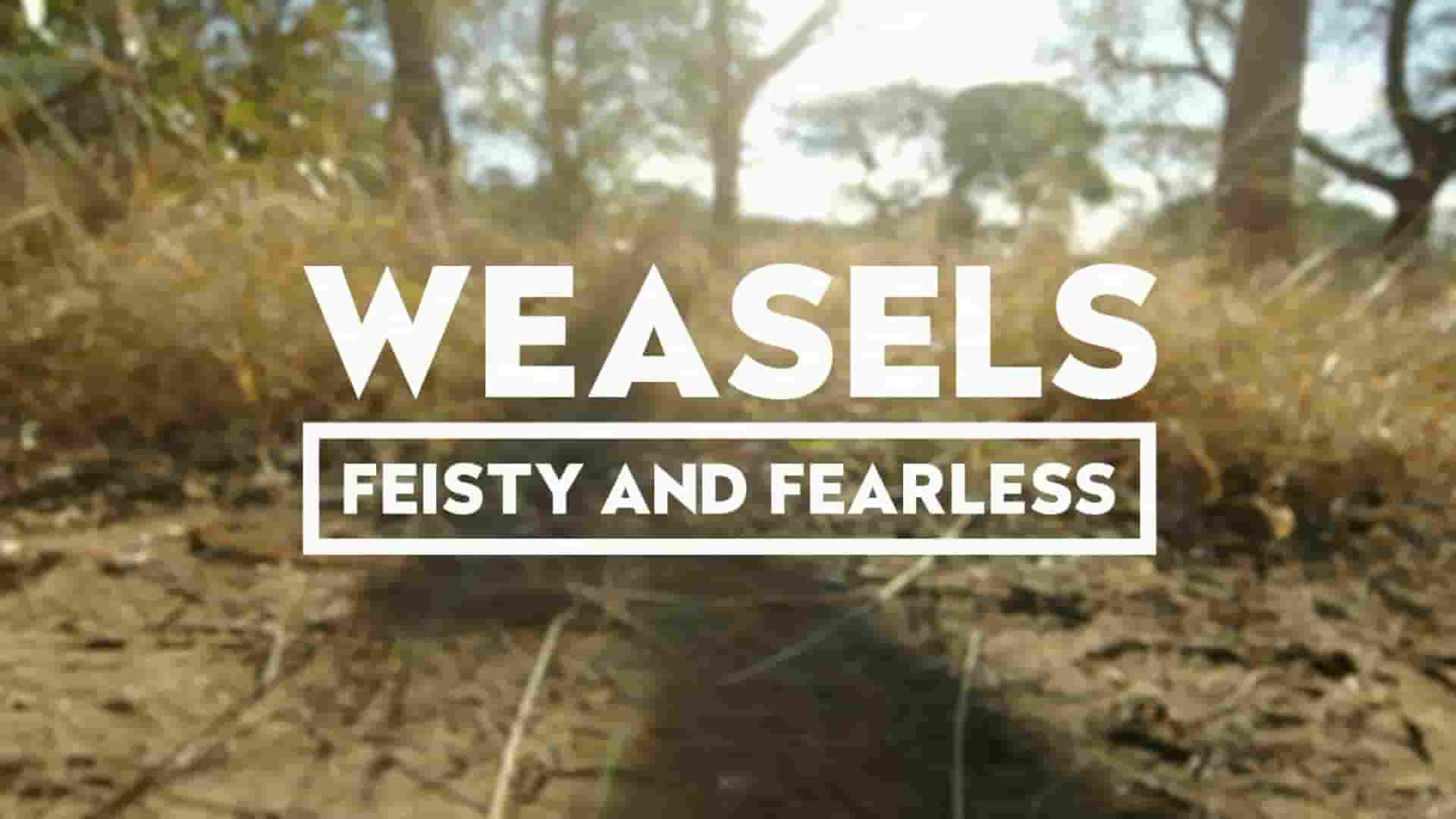 BBC纪录片/自然世界《顽强而无畏的鼬家族 Weasels: Feisty and Fearless 2019》全1集 英语无字 1080P高清网盘