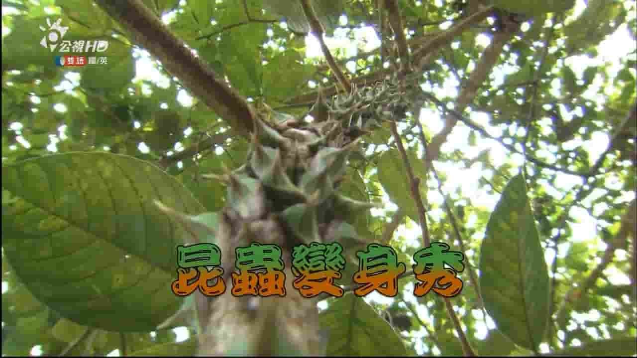 PTS公视《昆虫变身秀 Mimic Treehoppers》全1集 英语内嵌中字 720P高清网盘