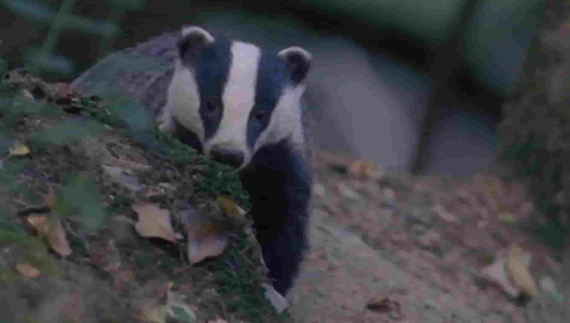 BBC纪录片/自然世界《狗獾：洞穴内的秘密/獾洞秘密 Badgers: Secrets of the Sett 2008》全1集 英语内嵌中英双字 720P高清网盘