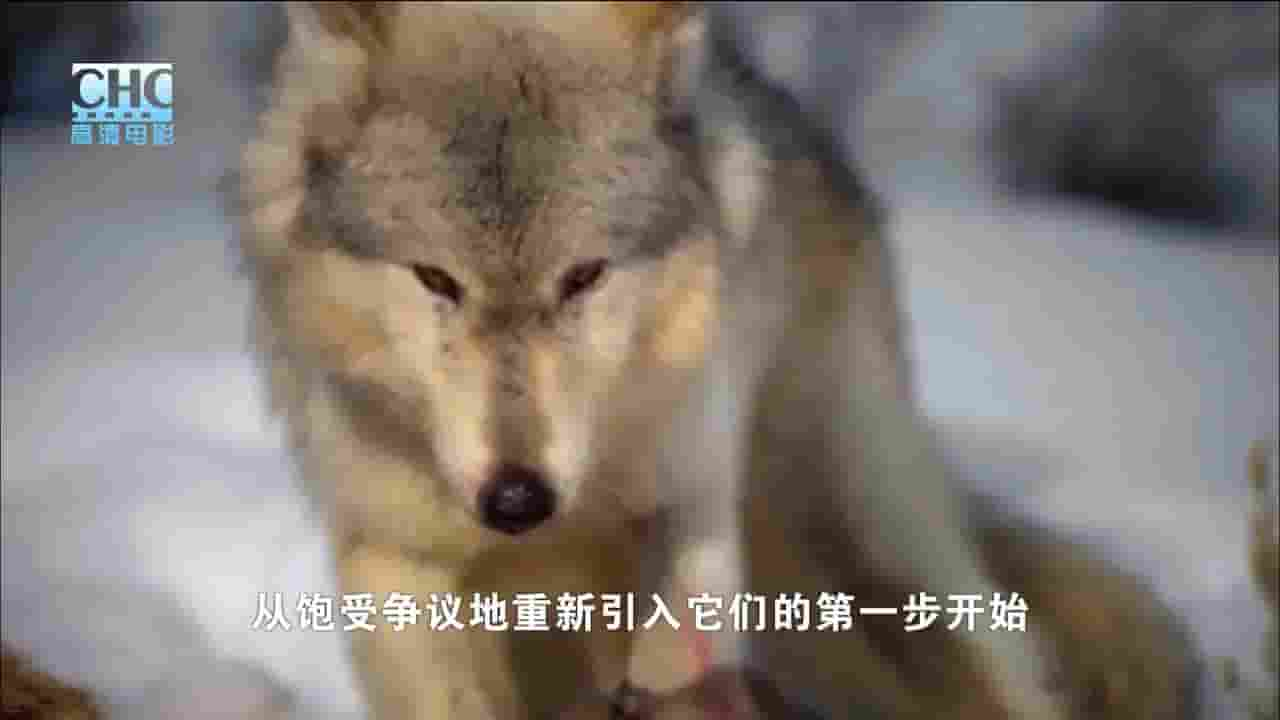 CHC纪录片《荒野探险之走进狼群 Expedition Wild:Inside The Wolf Pack 2010》全1集 英语中字 720P高清网盘