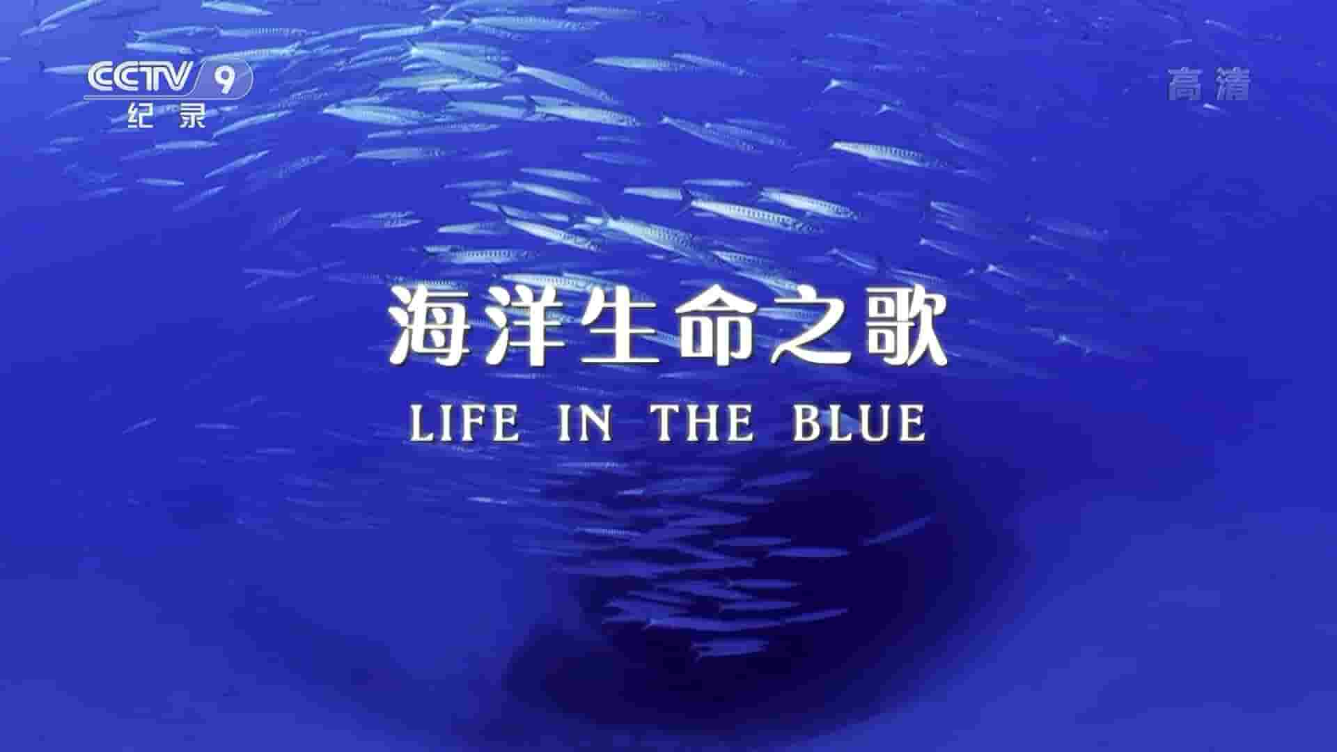 央视改版/西班牙纪录片《海洋生命之歌 Life in the Blue 2016》全1集 国语中字 1080i高清网盘