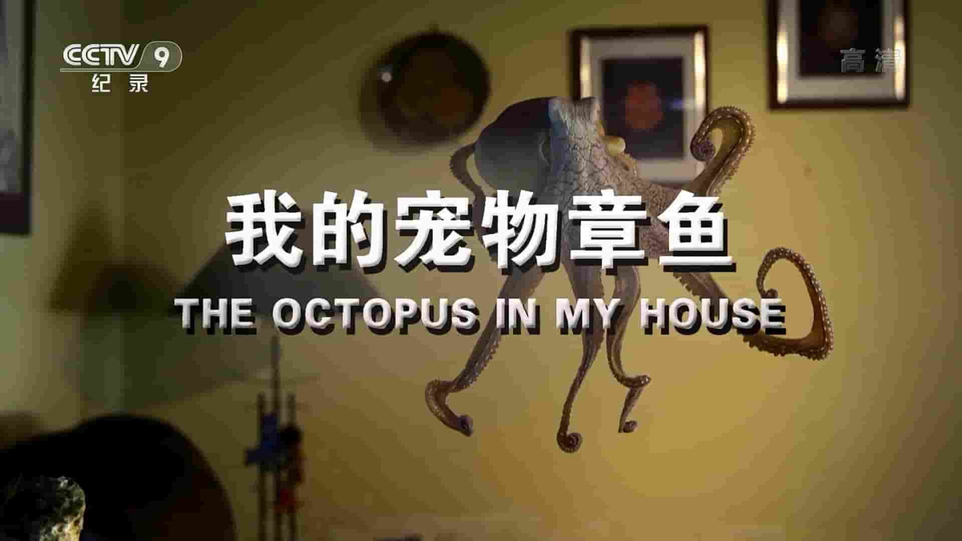 BBC纪录片《我的宠物章鱼 The Octopus in My House 2019》全1集 国语中字 1080P高清网盘