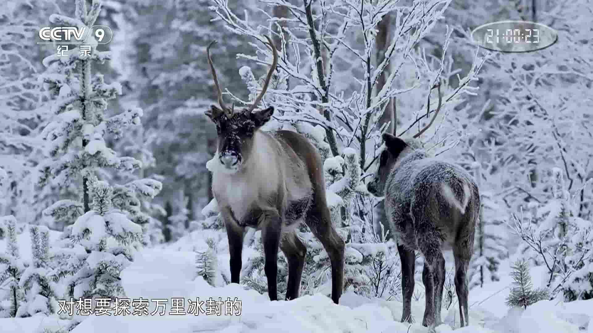 BBC纪录片《驯鹿一家和我/驯鹿家族与我 Reindeer Family & Me 2017》全1集 国语中字 1080i高清网盘