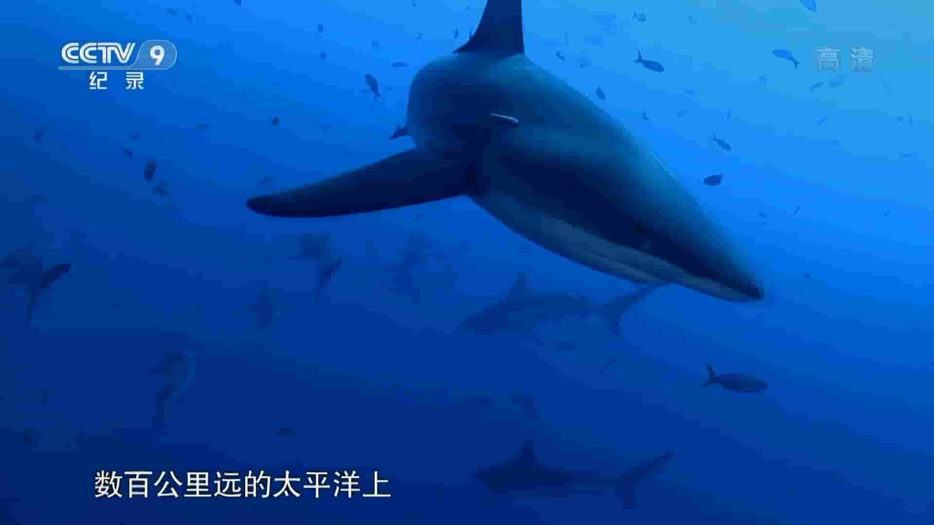 国家地理《鲨鱼天堂 Shark Junction 2014》全1集 国语中字  1080P高清网盘