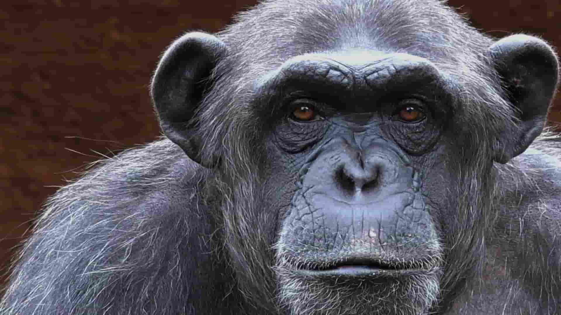 探索频道《成为人类：人猿崛起 Almost Human: Rise of the Apes 2022》全1集 英语中英双字 1080P高清网盘