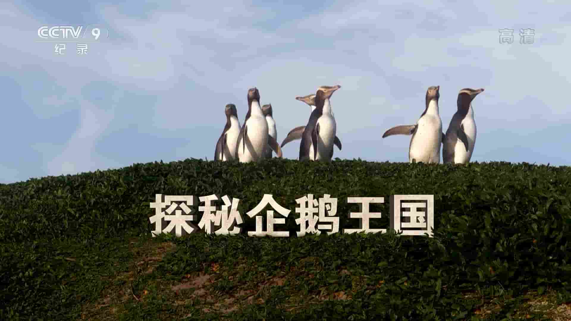 央视改版/国家地理《探秘企鹅王国 Penguin Central 2019》全1集 国语中字  1080i高清网盘