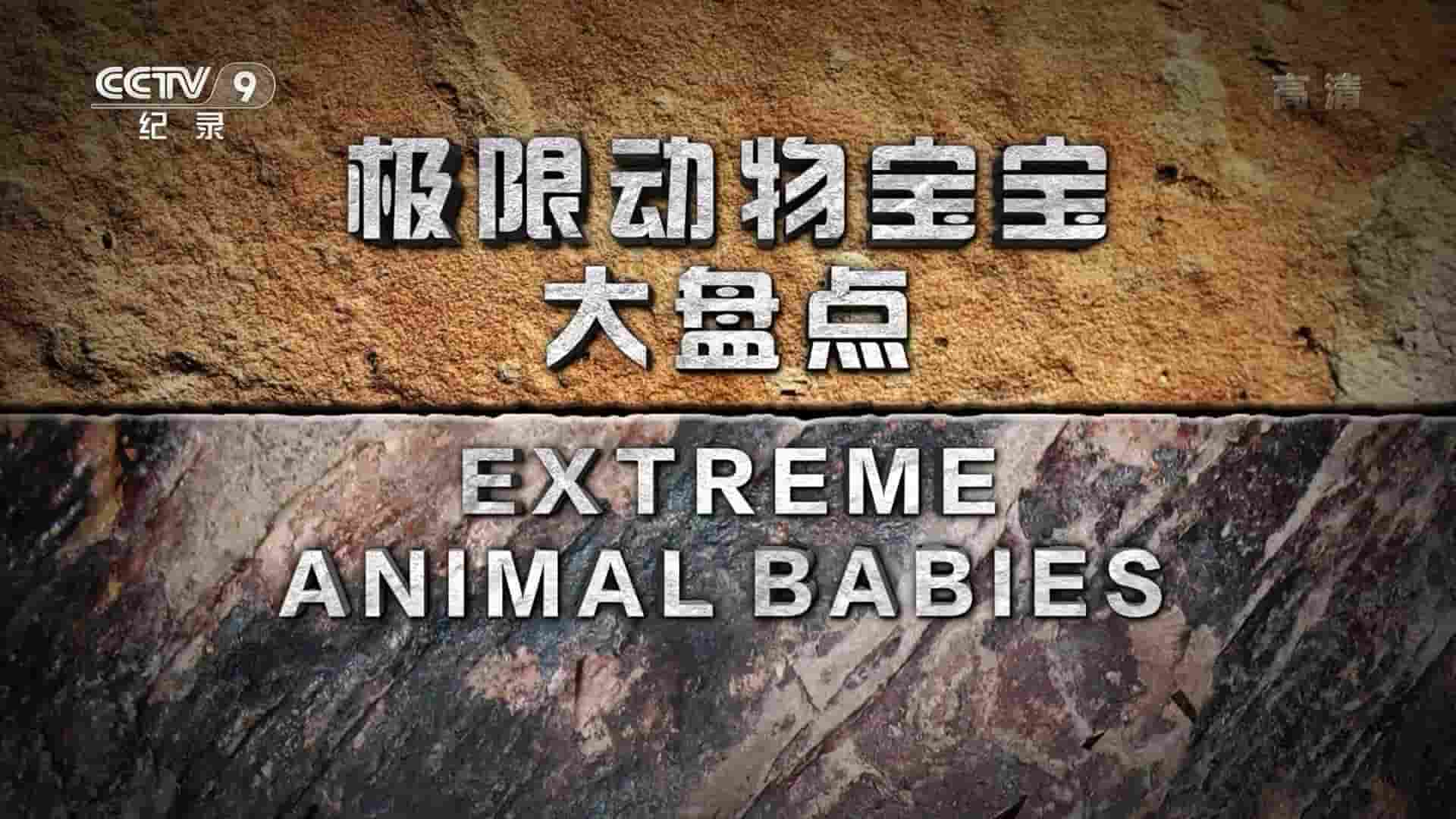 央视改版/国家地理《极限动物宝宝大盘点/反斗动物BB Extreme Animal Babies 2015》全6集 国语中字 1080i高清网盘