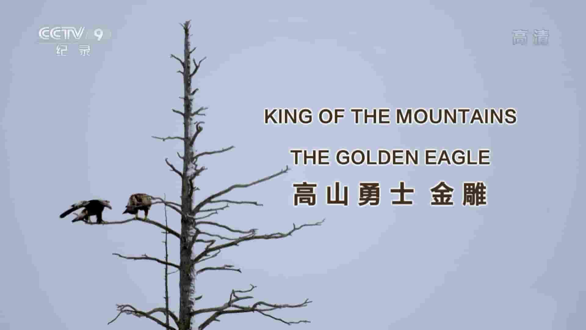 BBC纪录片《高山勇士-金雕 King of the Mountains:The Golden Eagle 2015》全1集 国语中字 720P高清网盘