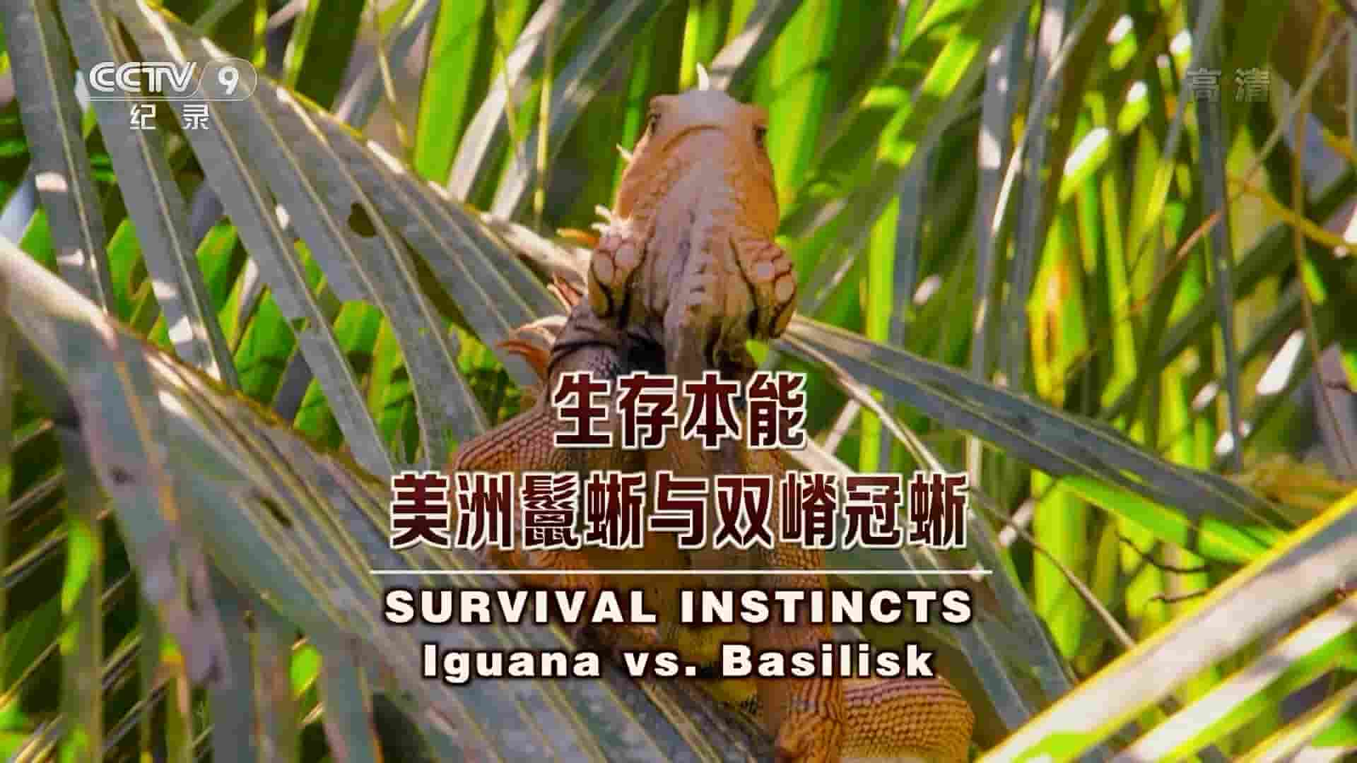 NHK纪录片《生存本能：美洲鬣蜥与双嵴冠蜥 Survival Instincts: Lguana vs Basilisk 2019》全1集 国语中字  1080P高清网盘