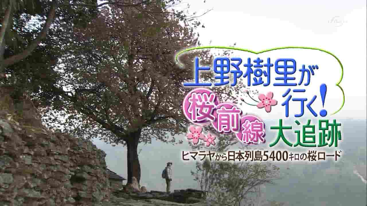 NHK纪录片《上野树里之行！樱花前线大追迹/上野树里樱花行 2012》全1集 日语中字 720P高清网盘