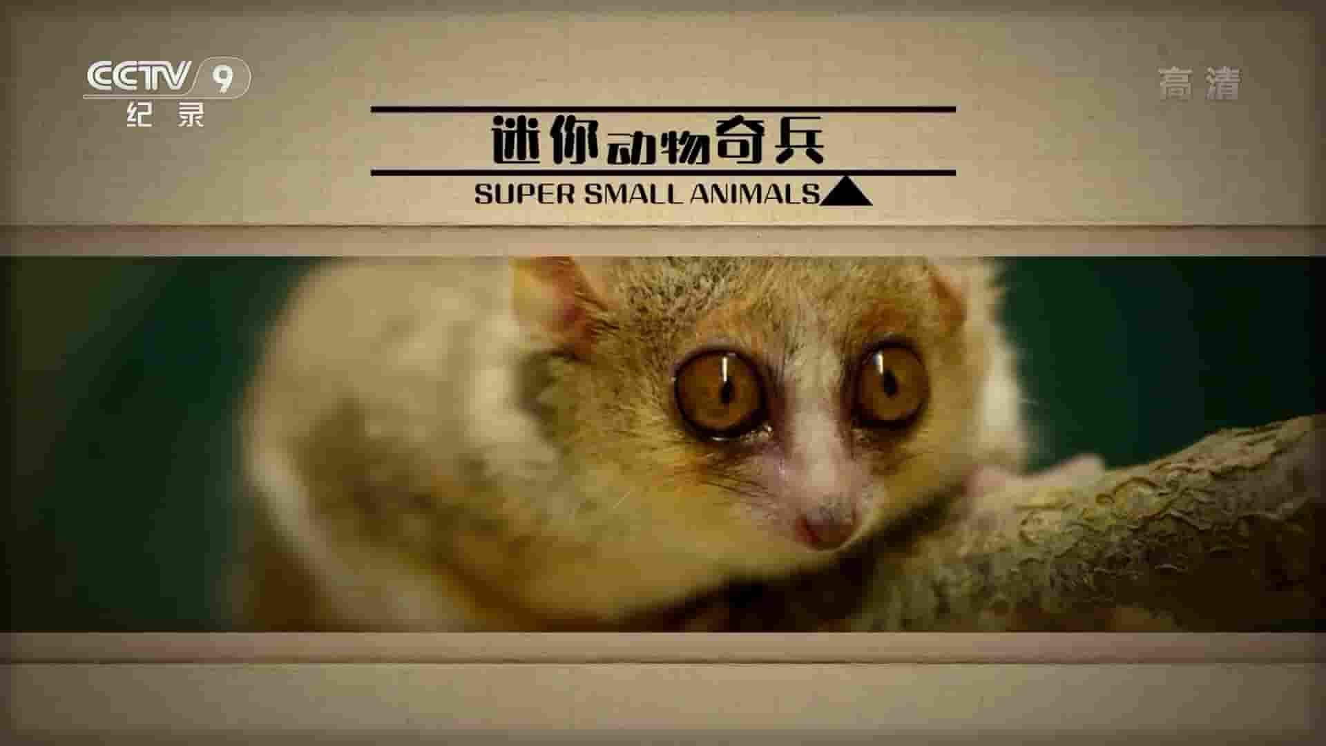 央视改版/BBC纪录片《迷你动物奇兵/袖珍动物 Super Small Animals 2017》全1集 国语中字 1080i高清网盘