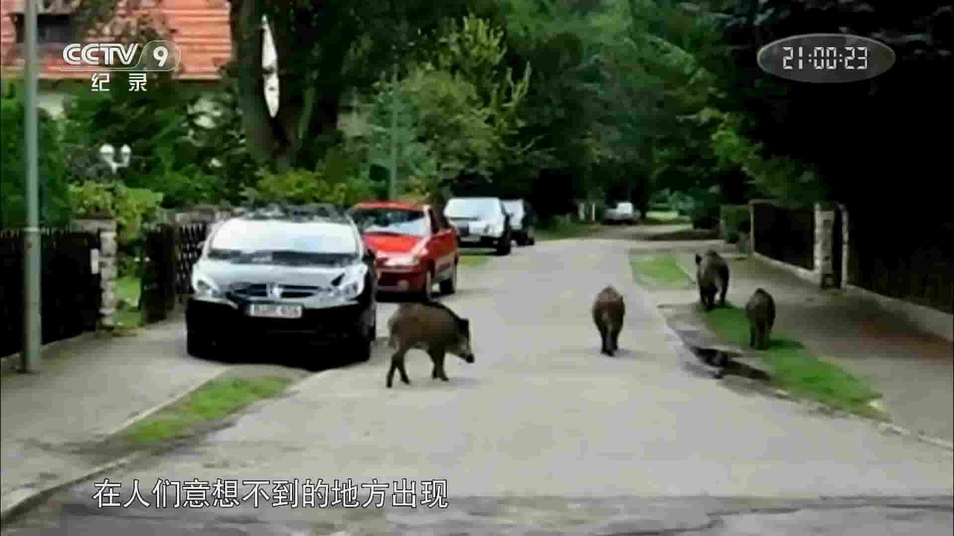 BBC纪录片《不期而至的动物 Animals Unexpected 2015》全1集 国语中字 1080i高清网盘