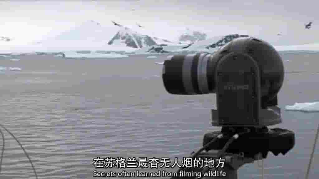 BBC纪录片《野生摄影实录 Wild Cameramen at Work 2013》全1集 英语内嵌中英双字 720P高清网盘