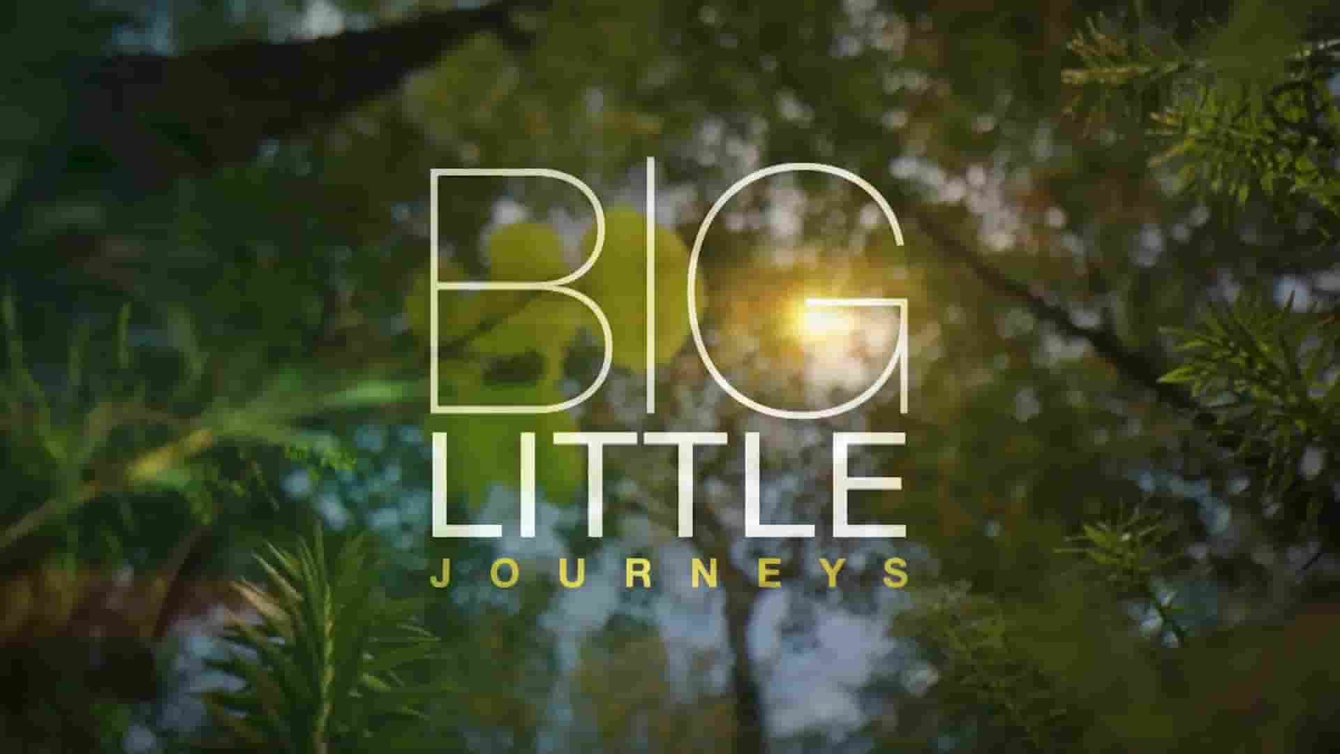 PBS纪录片《小动物的生命奇迹 Big Little Journeys 2023》全3集 英语中英双字 1080P高清网盘