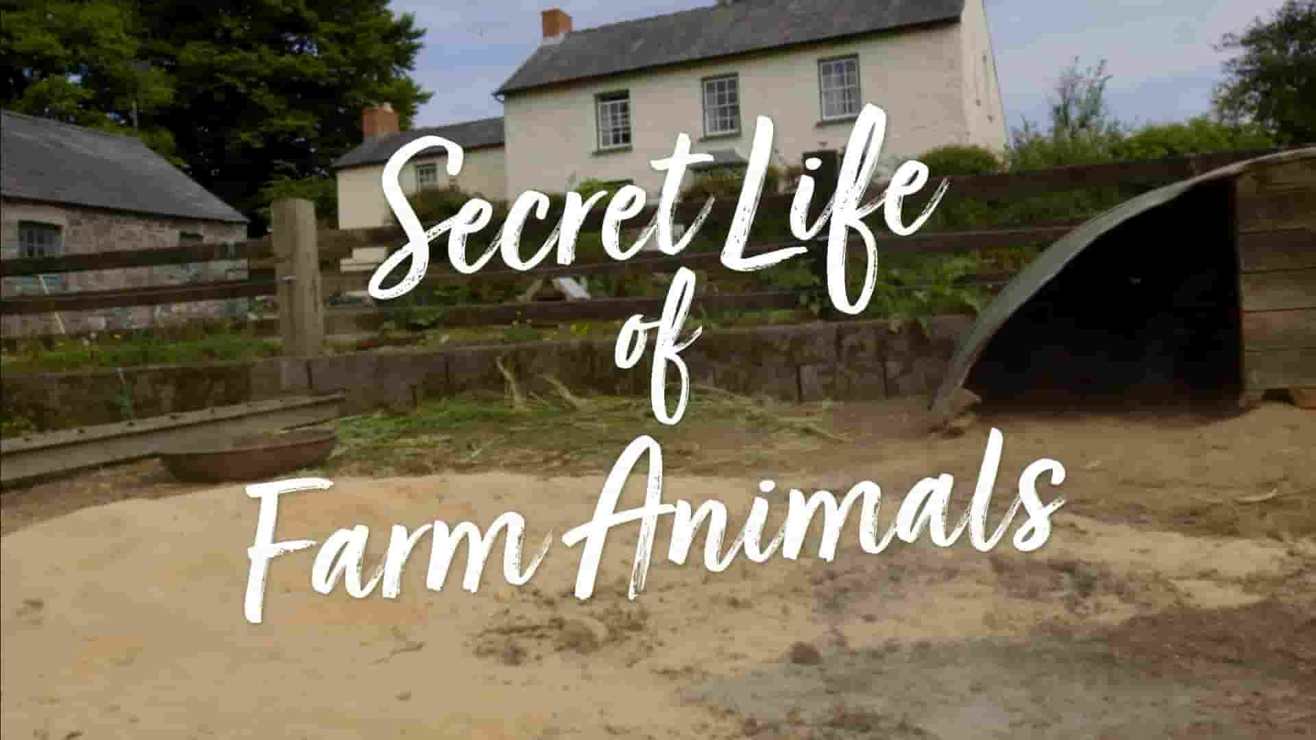 BBC纪录片《农场动物的秘密生活 Secret Life of Farm Animals 2018》第1季全3集 英语中英双字 1080P高清网盘