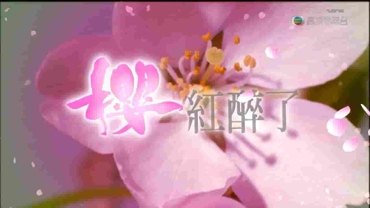 TVB旅游纪录片《樱红醉了 Sakura Memories 2009》全7集 粤语中字 720P高清网盘