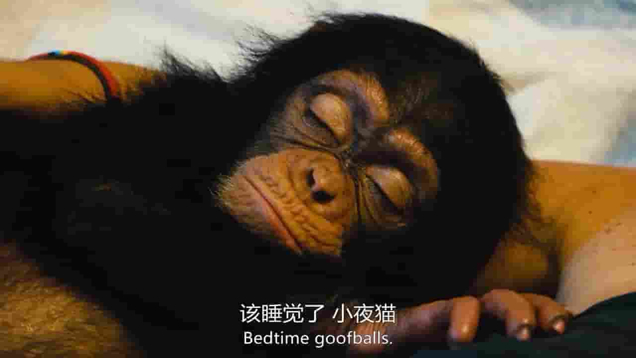 BBC纪录片《飓猩营救 Baby Chimp Rescue 2020》全3集 英语内嵌中英双字 720P高清网盘