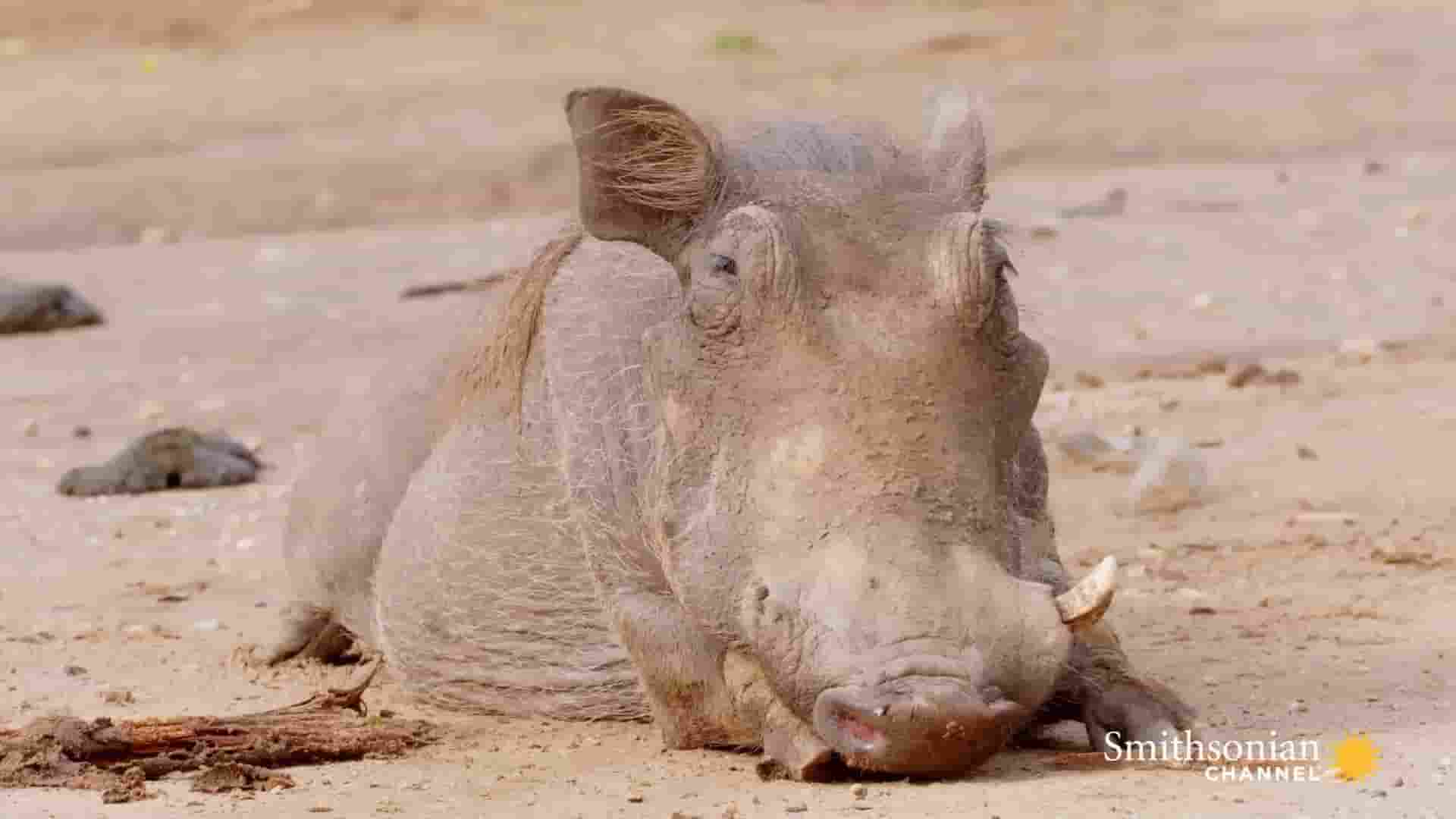 动物纪录片《“按摩师”狐獴与“顾客”疣猪：奇妙的共生故事 Mongoose helps wart pig catch parasites》全3集 英语中字 1080P高清网盘