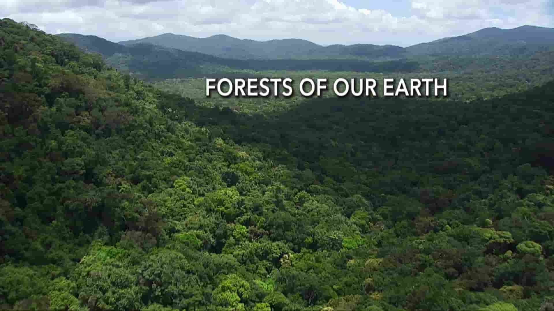 德国纪录片《我们地球的森林 Forests of our Earth 2018》全1集 英语中英双字 1080P高清网盘