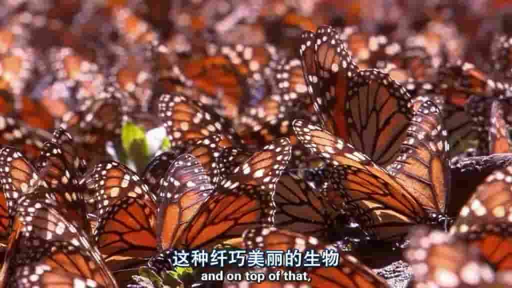 PBS纪录片/新星系列《蝴蝶的神奇之旅/帝王蝶之旅 The Incredible Journey of th Butterflies》全1集 英语中字 720p高清网盘