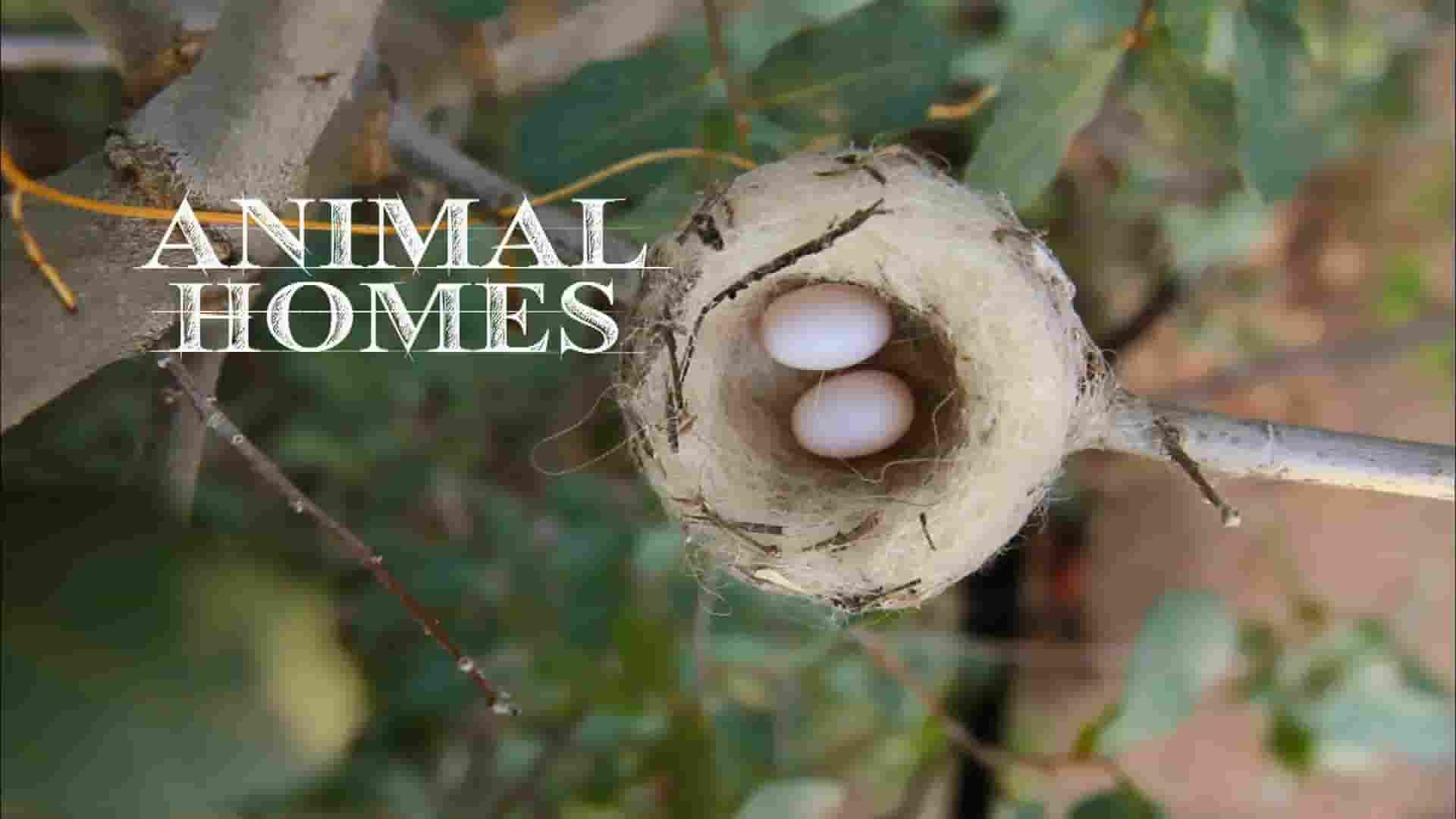 PBS纪录片《动物家园 Animal Homes 2015》全3集 英语中英双字 1080P高清网盘