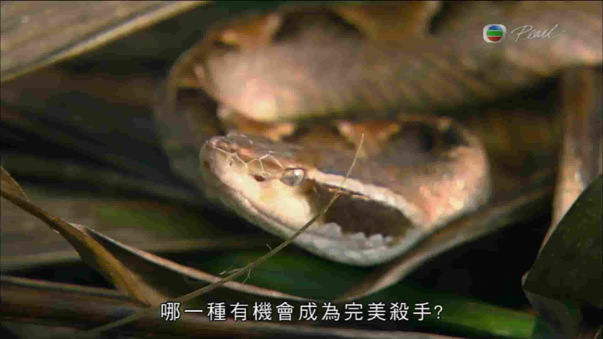 国家地理《亚洲毒蛇之最/亚洲致命毒蛇 Asia’s Deadliest Snakes 2011》全1集 粤英双语内嵌中字 720P高清网盘